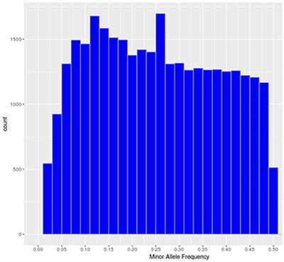 Genome-Wide Association Analysis With a 50K Transcribed Gene SNP-Chip Identifies QTL Affecting Muscle Yield in Rainbow Trout